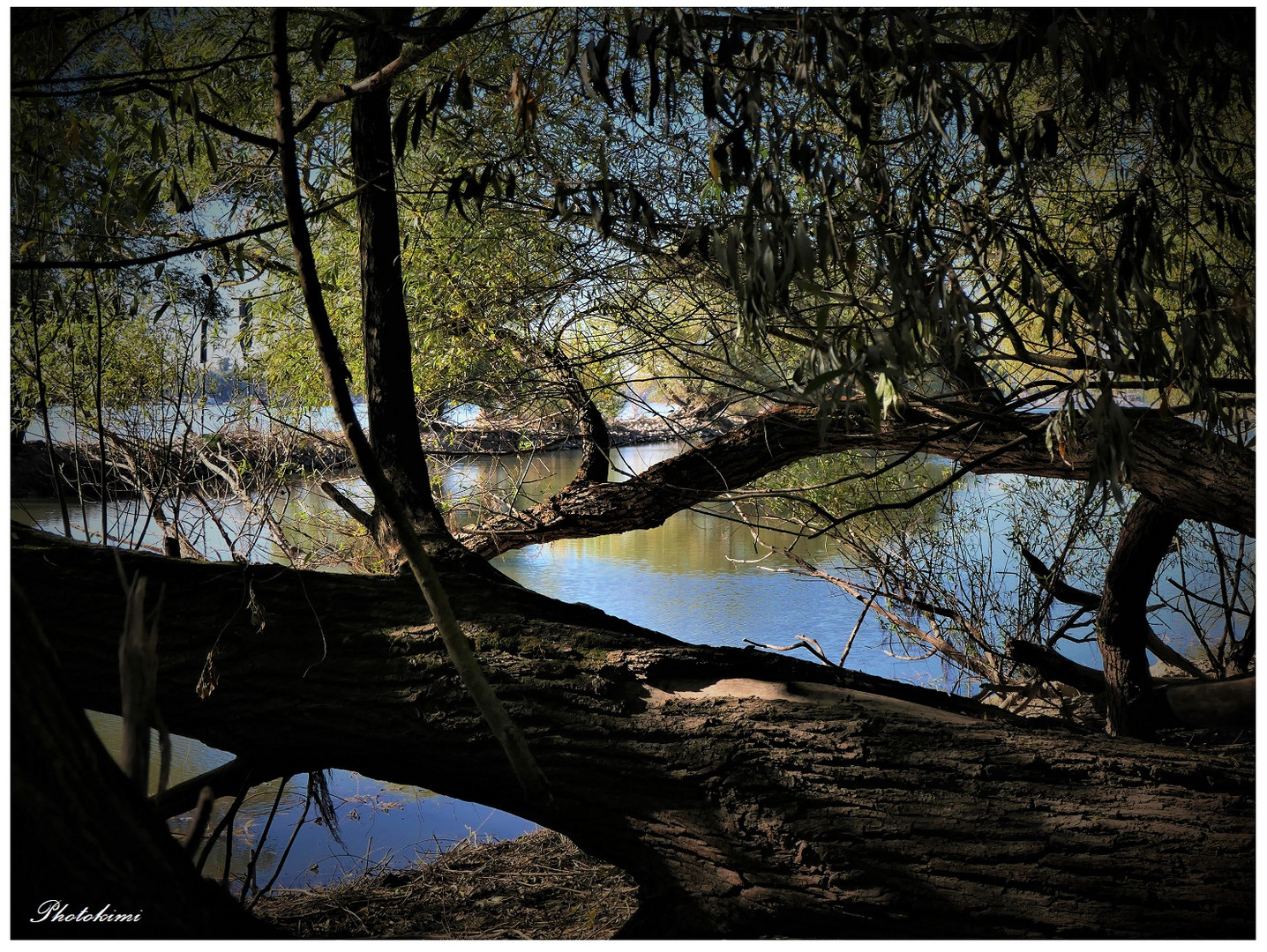 Auenlandschaft am Rhein (III)