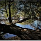 Auenlandschaft am Rhein (III)