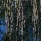 Auenlandschaft an der Aare bei Belp (Bern, Schweiz)