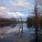 Auenlandschaft an der Elbe