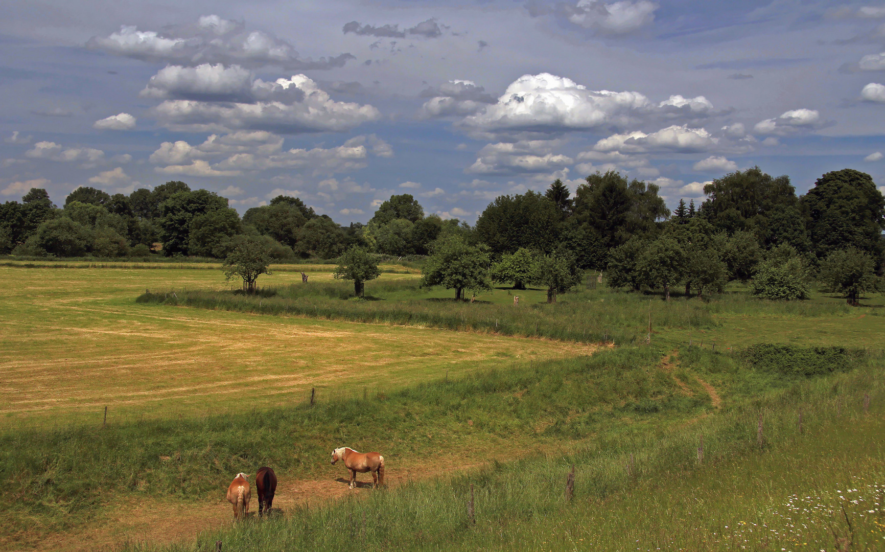 Auenlandschaft an der Sieg