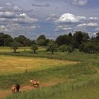 Auenlandschaft an der Sieg