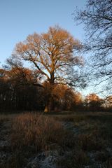 Auenlandschaft/ Auenwälder 1