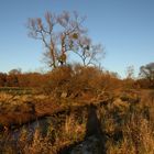 Auenlandschaft / Auenwälder 2