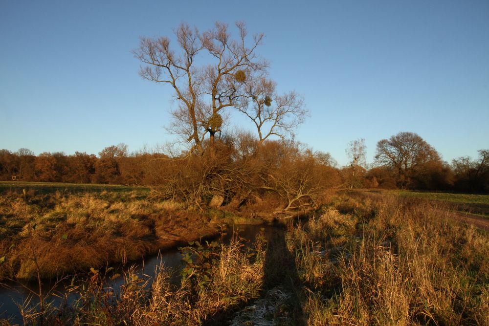 Auenlandschaft / Auenwälder 2