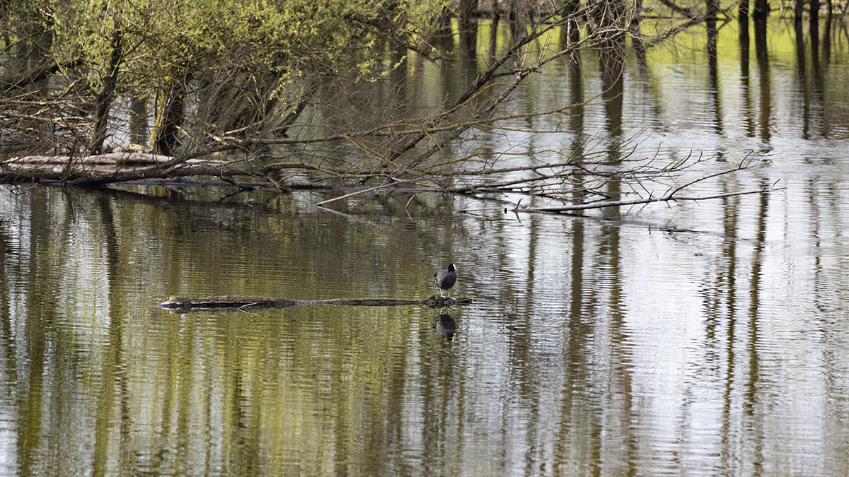 Auenlandschaft Bislicher Insel