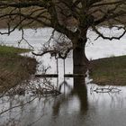 Auenlandschaft der Lippe im NSG Am Tibaum zwischen Werne und Stockum/Hamm