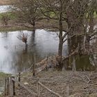 Auenlandschaft der Lippe im NSG Am Tibaum zwischen Werne und Stockum/Hamm