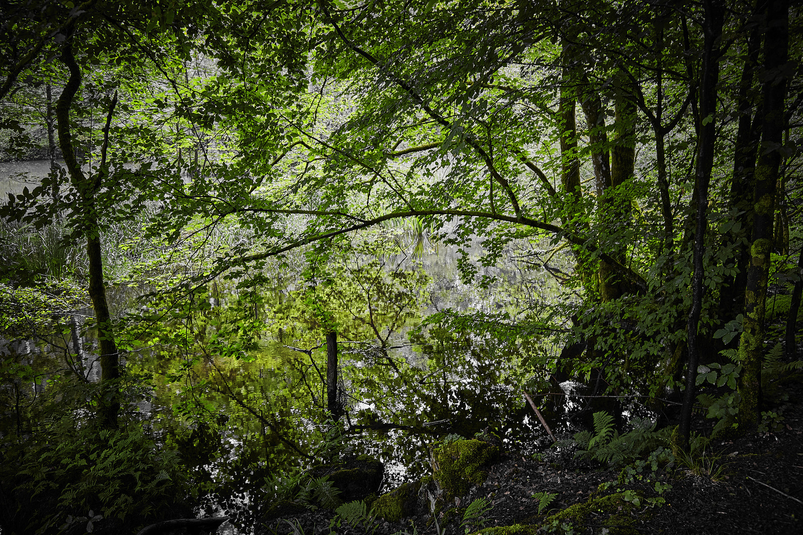 Auenlandschaft der Moosalbe Richtung Karlstalschlucht