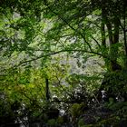 Auenlandschaft der Moosalbe Richtung Karlstalschlucht