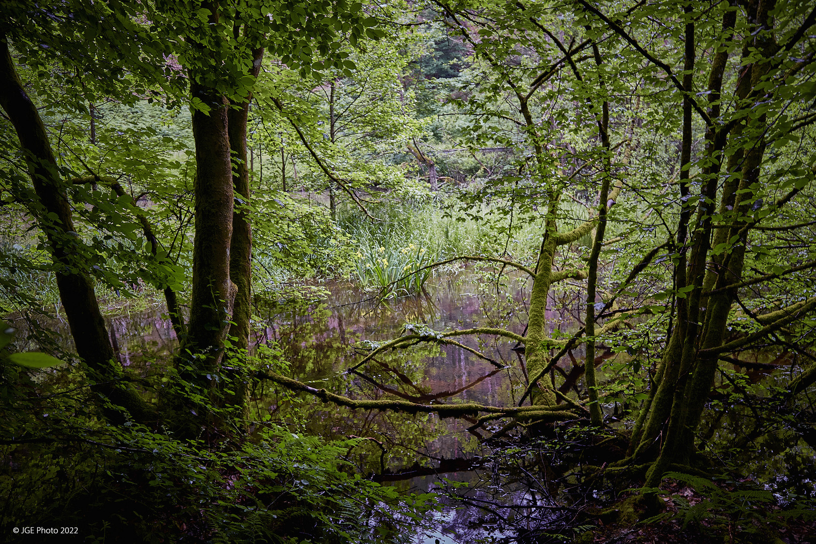 Auenlandschaft der Moosalbe Richtung Karlstalschlucht