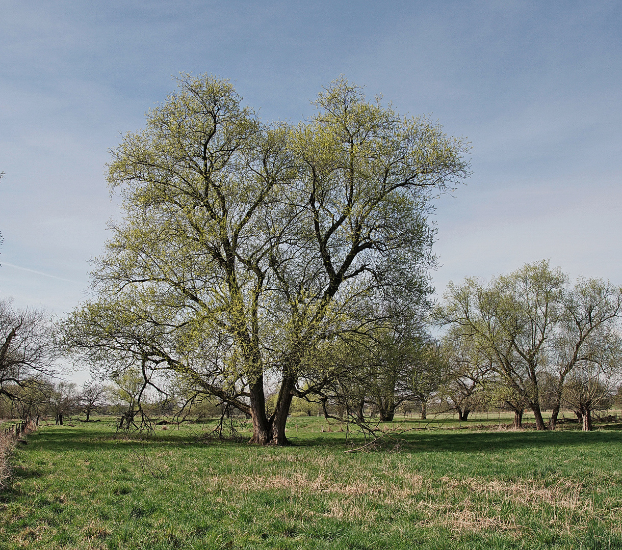 Auenlandschaft der Sieg im Frühling