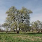 Auenlandschaft der Sieg im Frühling