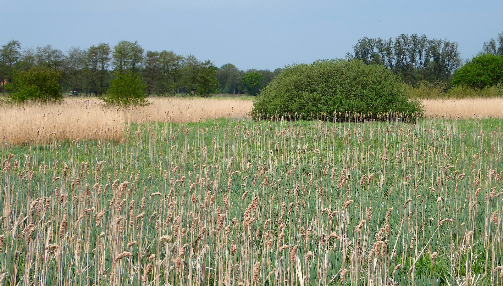 Auenlandschaft