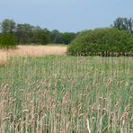 Auenlandschaft