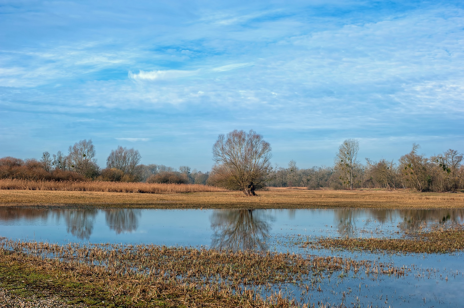 Auenlandschaft im Februar