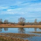 Auenlandschaft im Februar