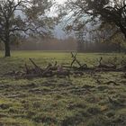 Auenlandschaft im Gegenlicht