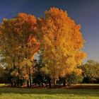 Auenlandschaft im Herbst