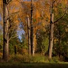 Auenlandschaft im Herbst (11)