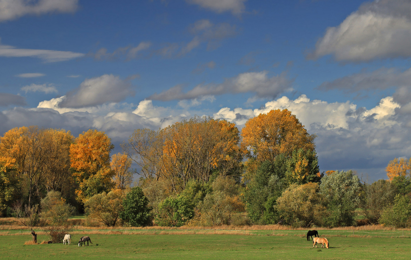 Auenlandschaft im Herbst