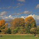 Auenlandschaft im Herbst