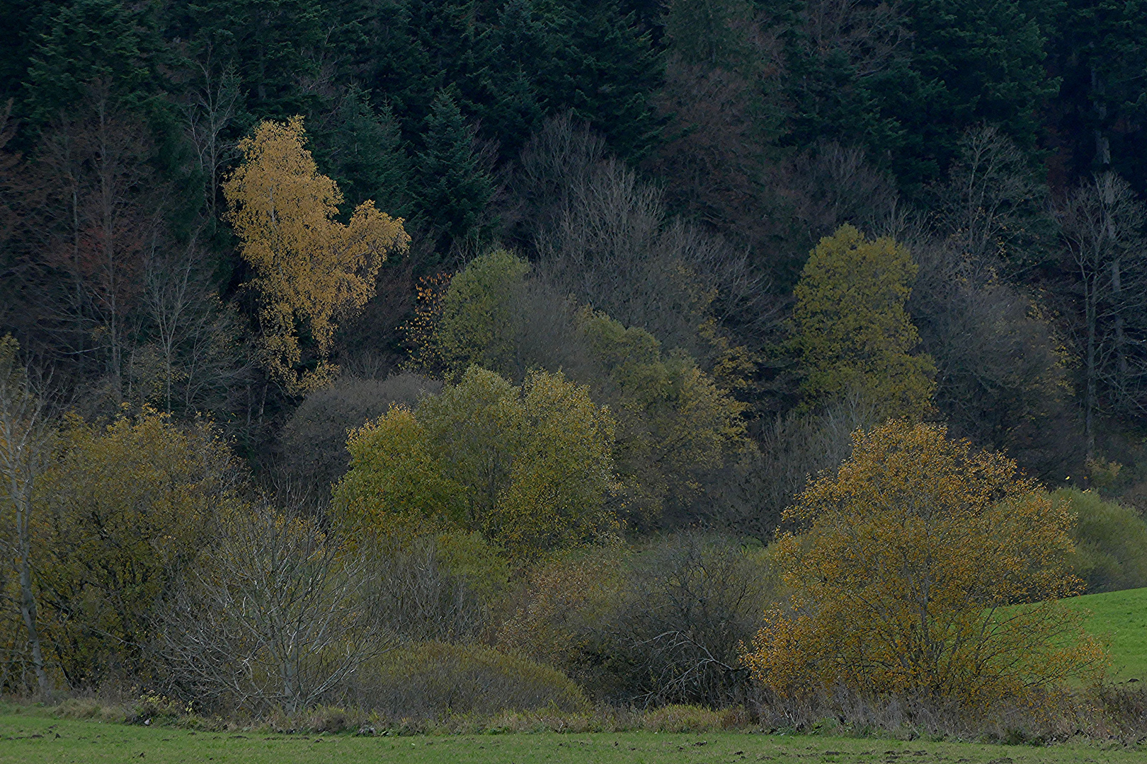 Auenlandschaft im Herbst