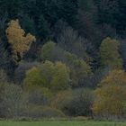 Auenlandschaft im Herbst