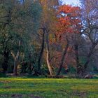 Auenlandschaft im Herbst