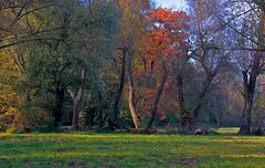 Auenlandschaft im Herbst