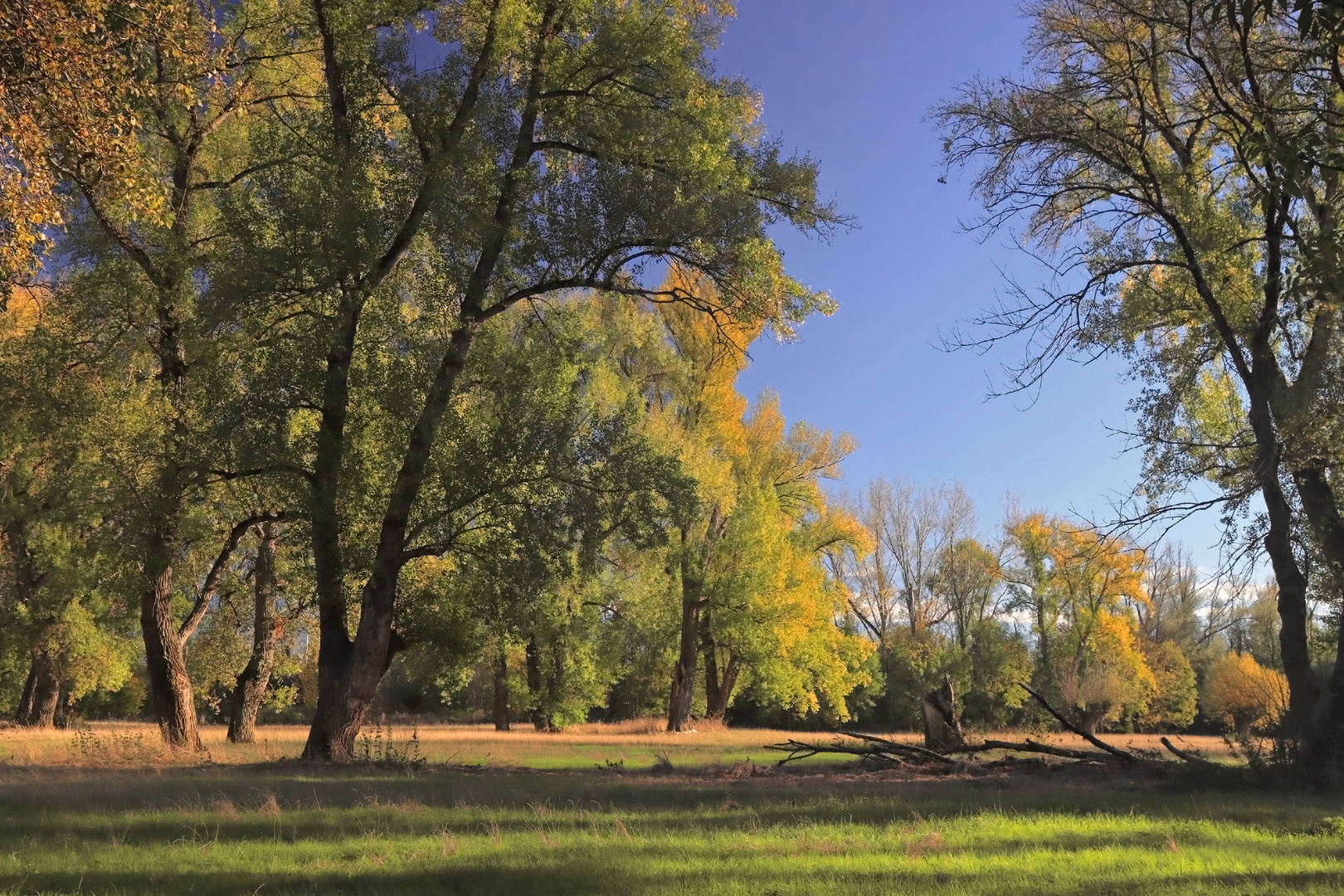 Auenlandschaft im Herbst