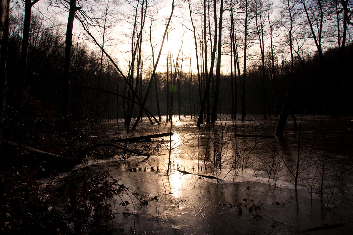 Auenlandschaft im Saarbrücker Urwald