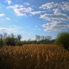 Auenlandschaft im Sommer