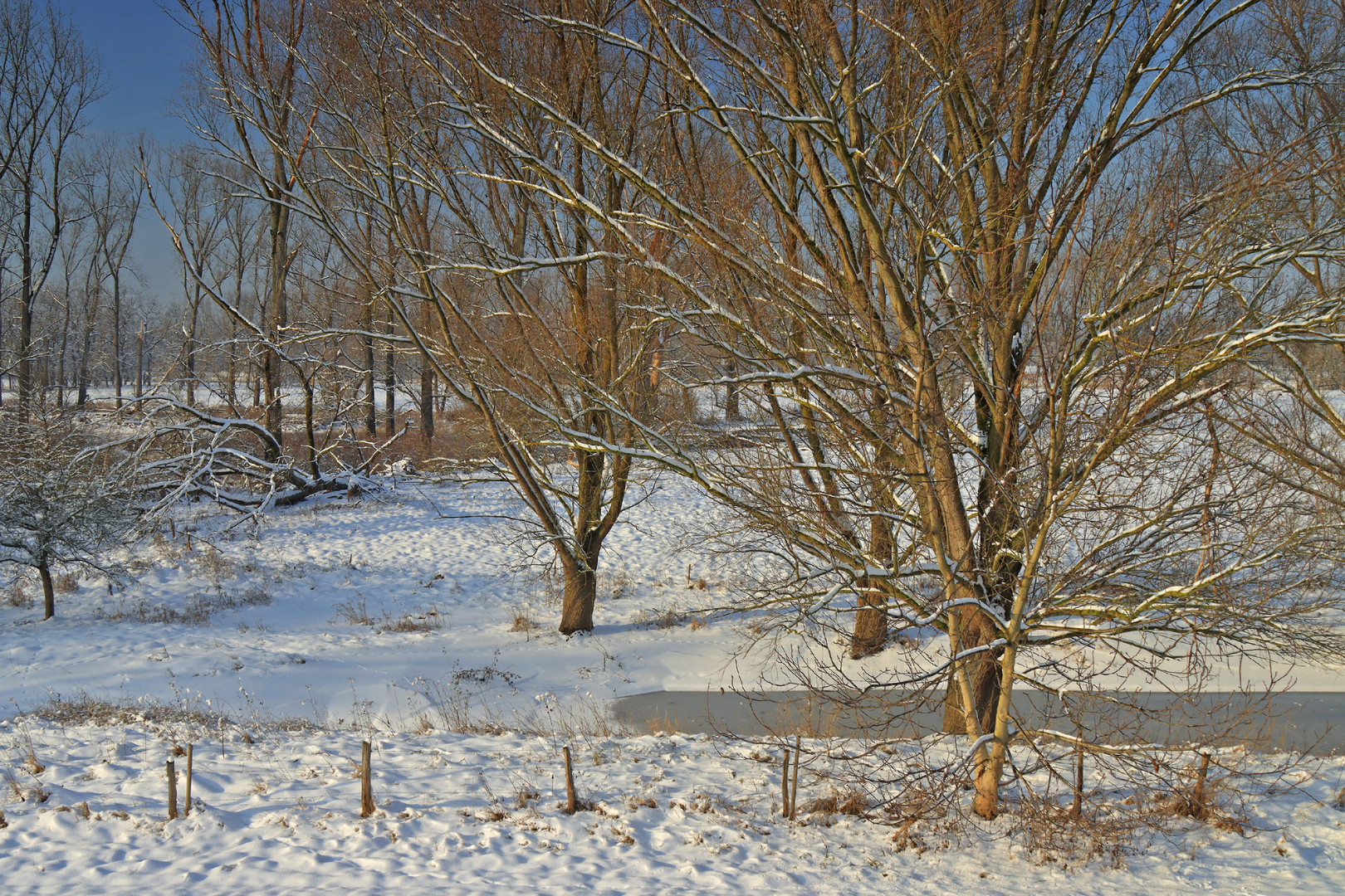 Auenlandschaft im Winter (2)