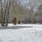 Auenlandschaft im Winter