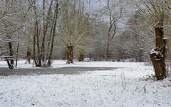 Auenlandschaft im Winter