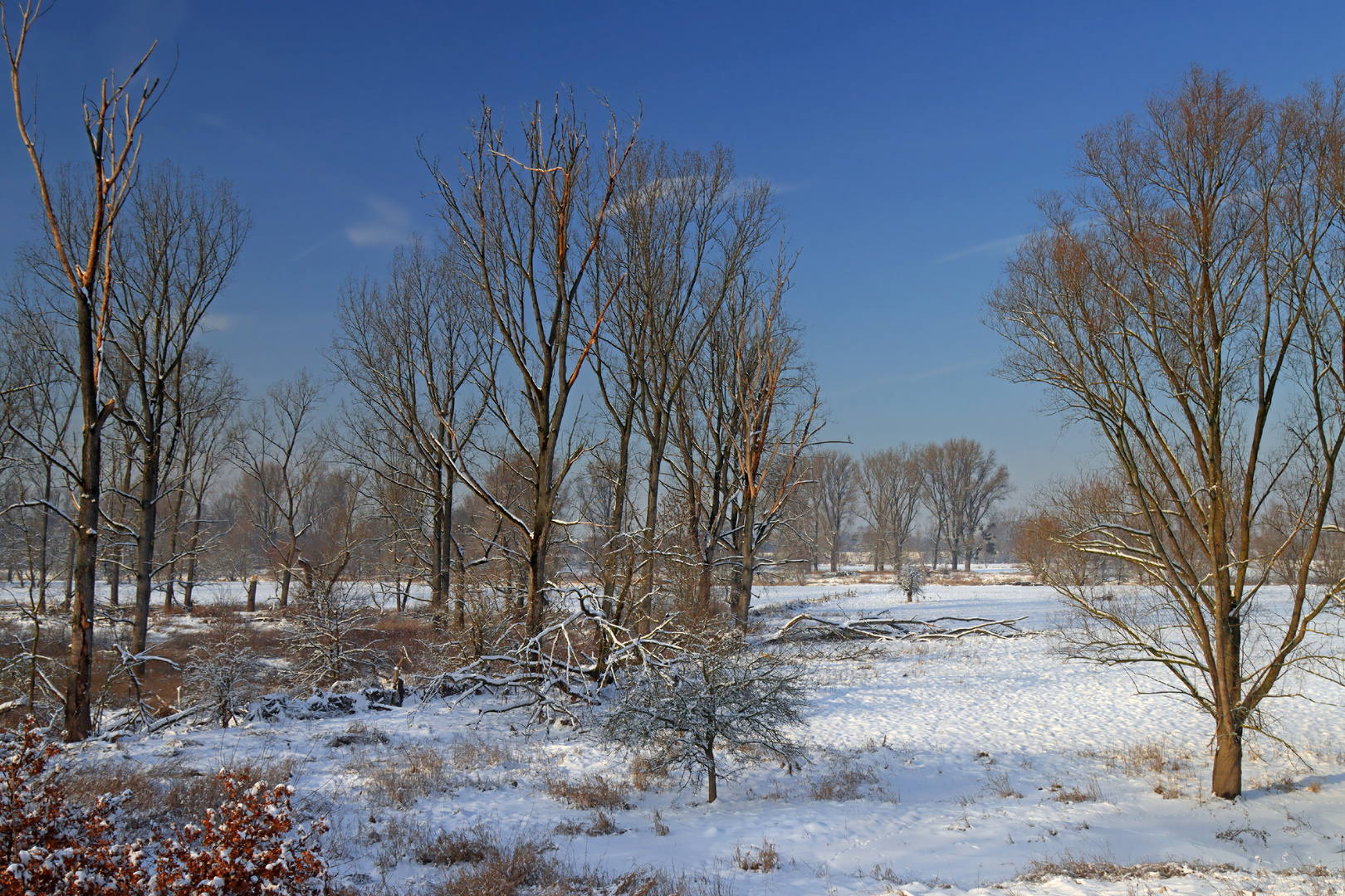 Auenlandschaft im Winter...