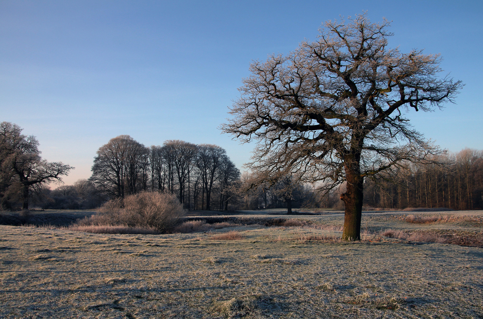 - Auenlandschaft im Winter -