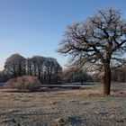 - Auenlandschaft im Winter -