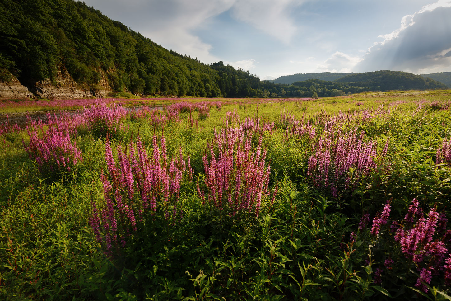 ~~ Auenlandschaft in Pink ~~