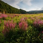 ~~ Auenlandschaft in Pink ~~