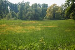 Auenlandschaft Kühkopf 3