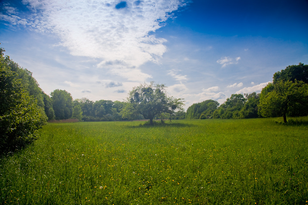 Auenlandschaft Kühkopf