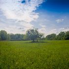 Auenlandschaft Kühkopf