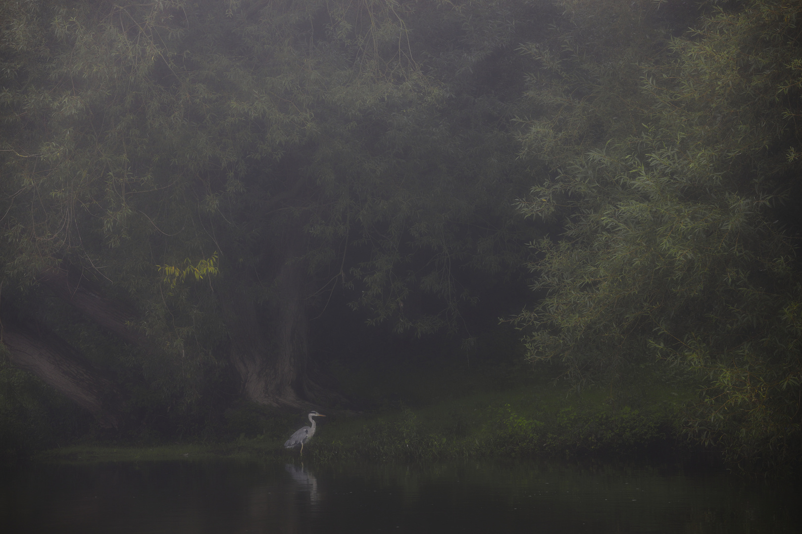 Auenlandschaft mit Graureiher