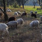 Auenlandschaft mit Herde