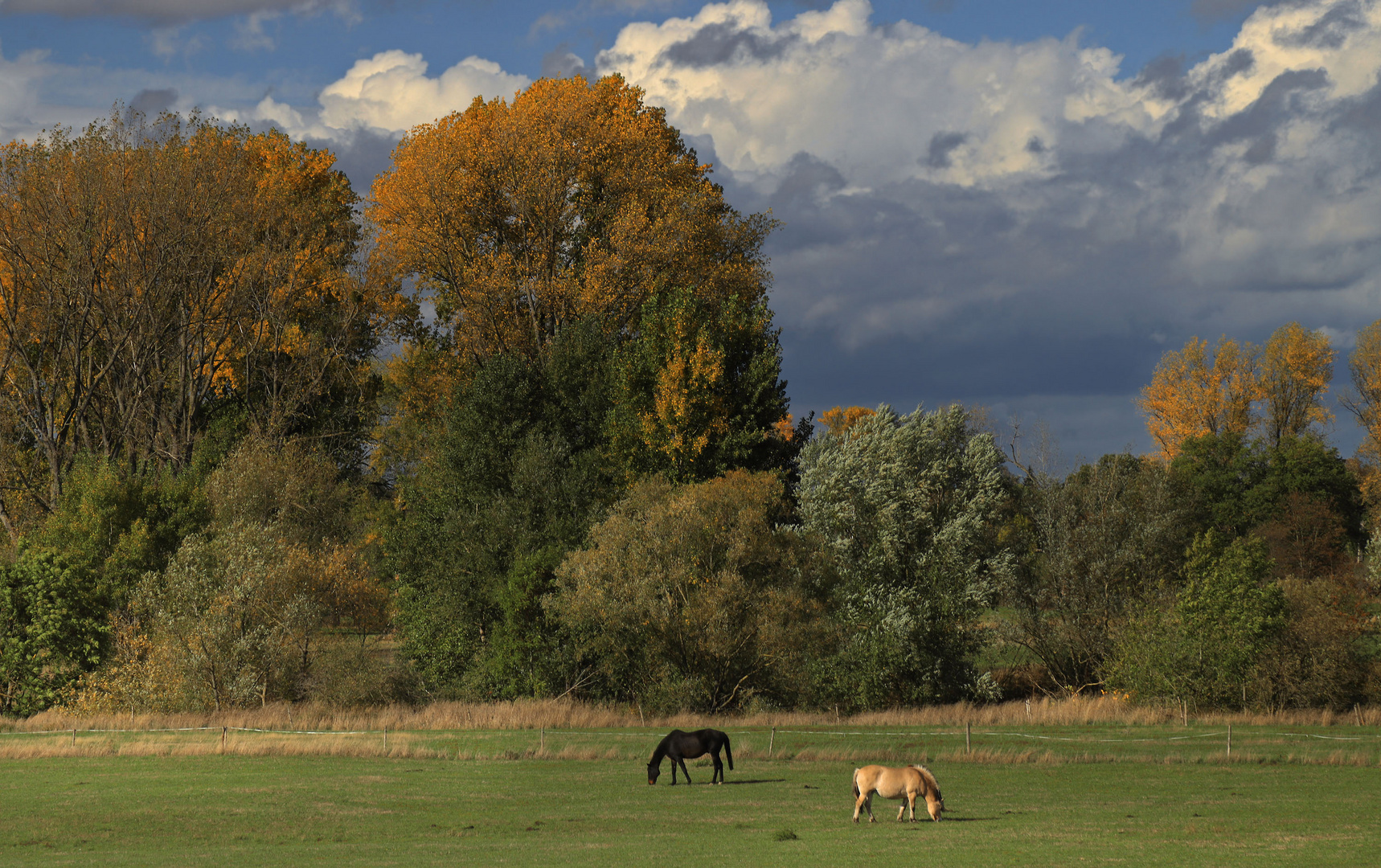 Auenlandschaft mit Pferden