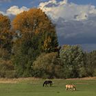 Auenlandschaft mit Pferden