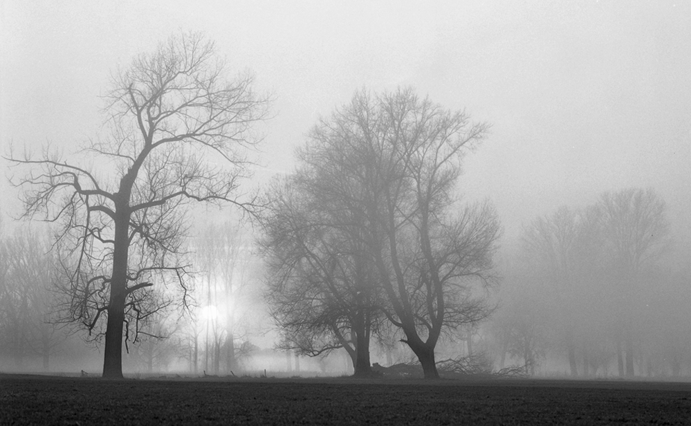 Auenlandschaft / Nebel (2)