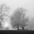 Auenlandschaft / Nebel (2)